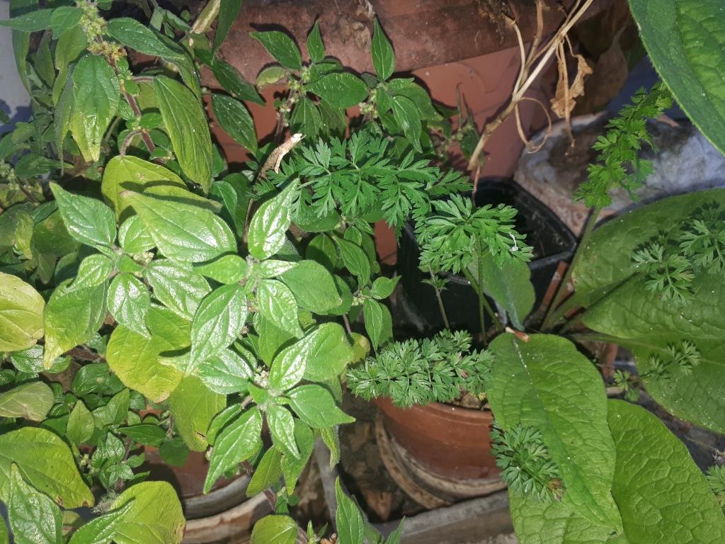 Annexe pariétaire, carotte, consoude.jpg