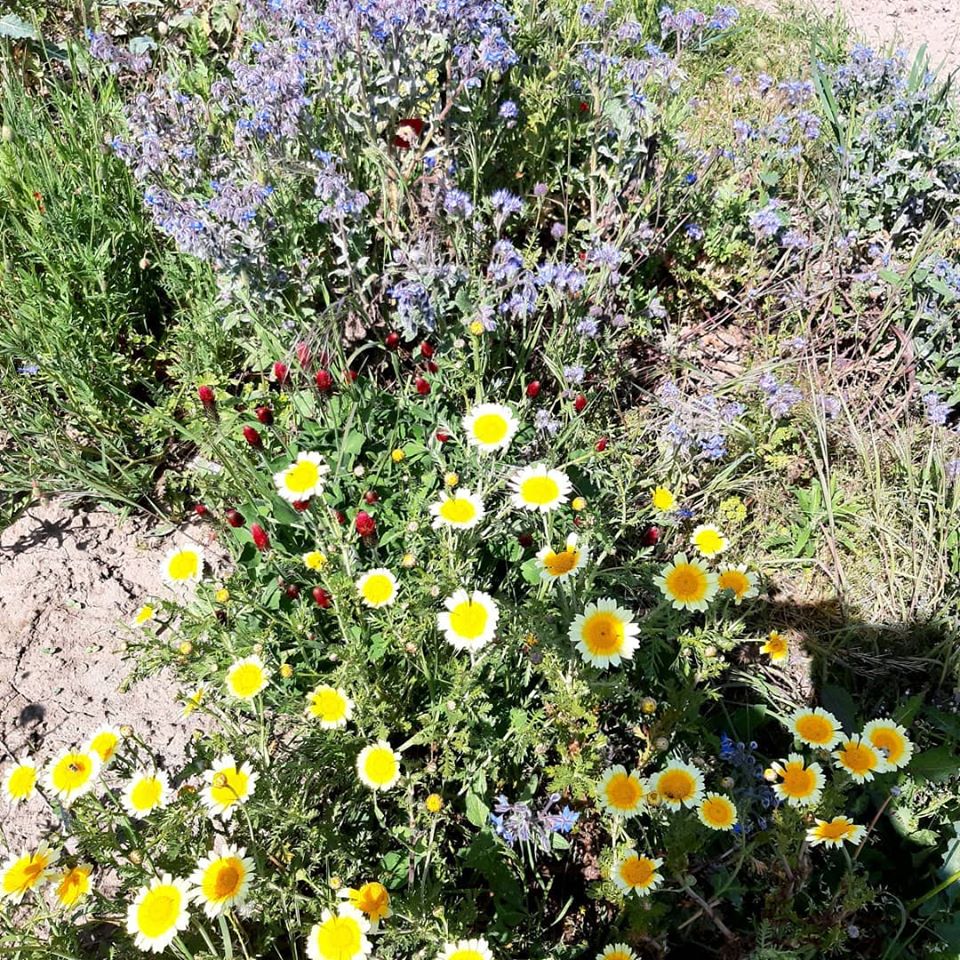 Annexe Biodiversité.jpg