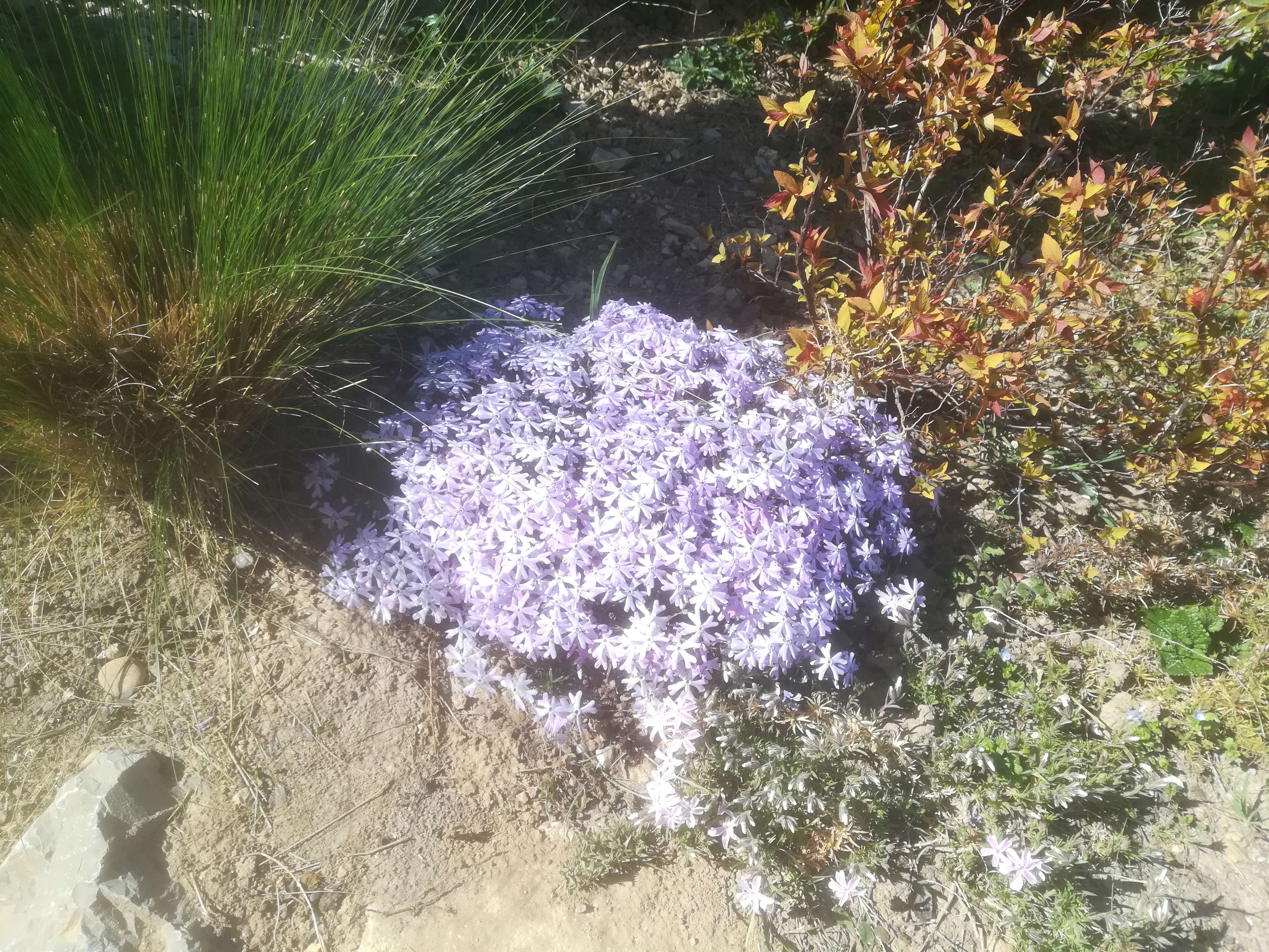 Phlox, spirea, stipa