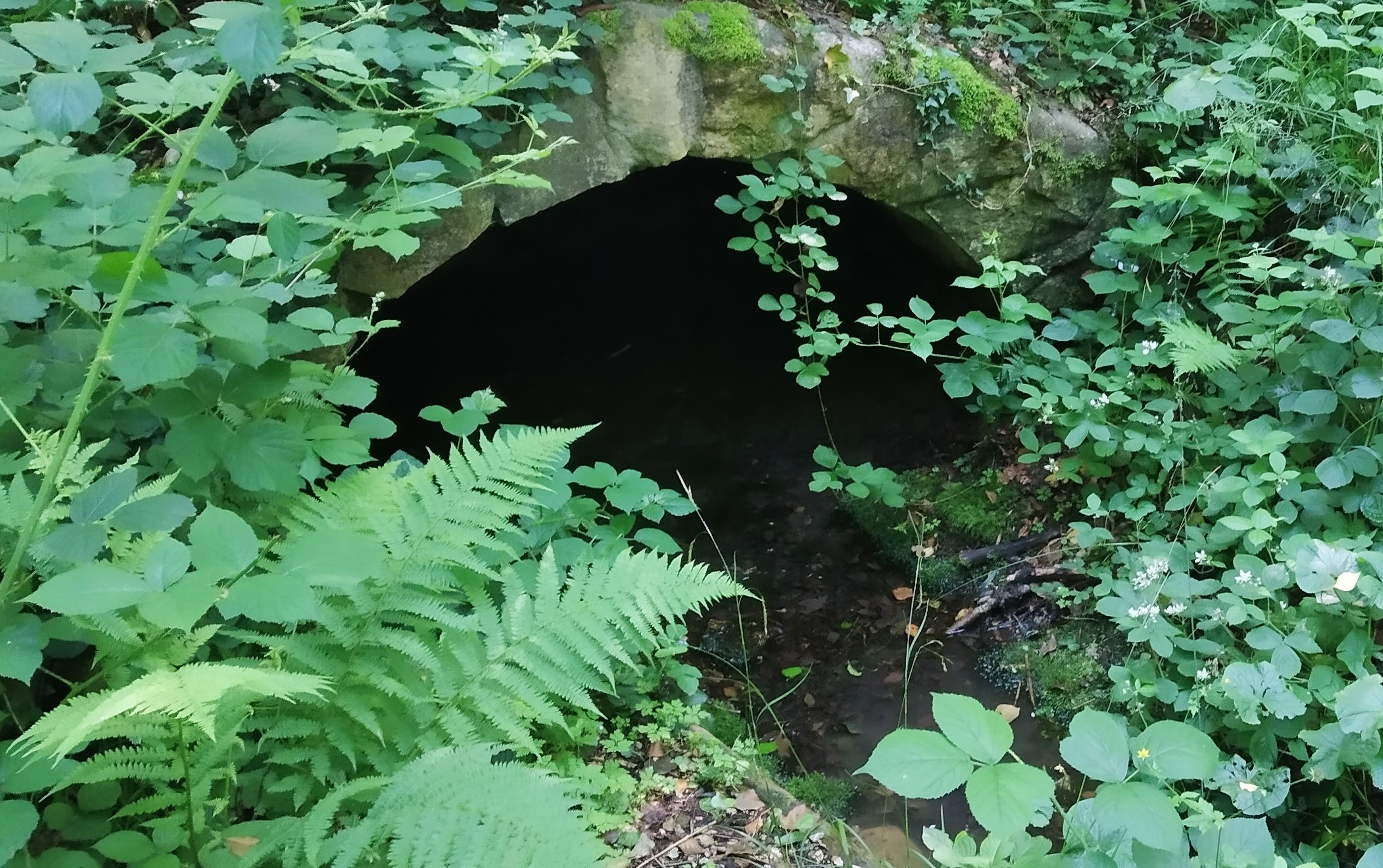 Fougère - ronces - forêt