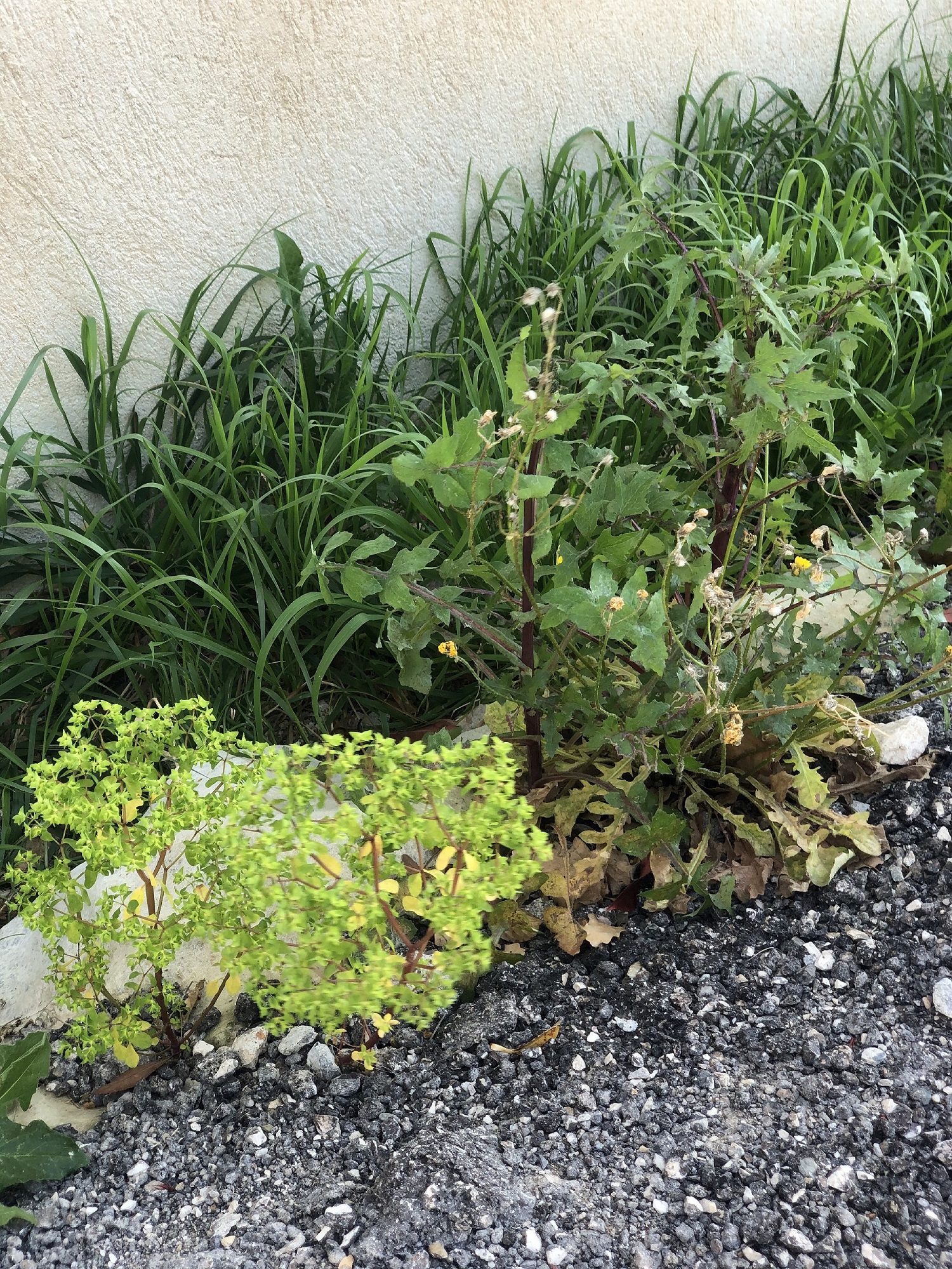 photo d'advantice dans le jardin