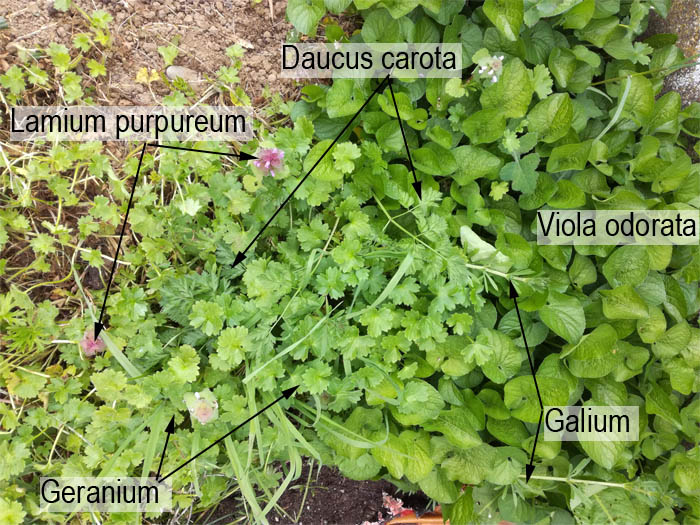 Photo avec nom des végétaux