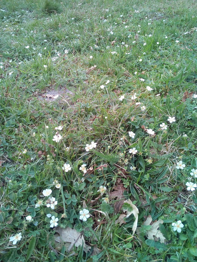 biodiversité jardin