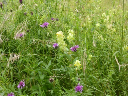 en bordure de pâture  au milieu d'herbes, centaurées, lamiers, grateron