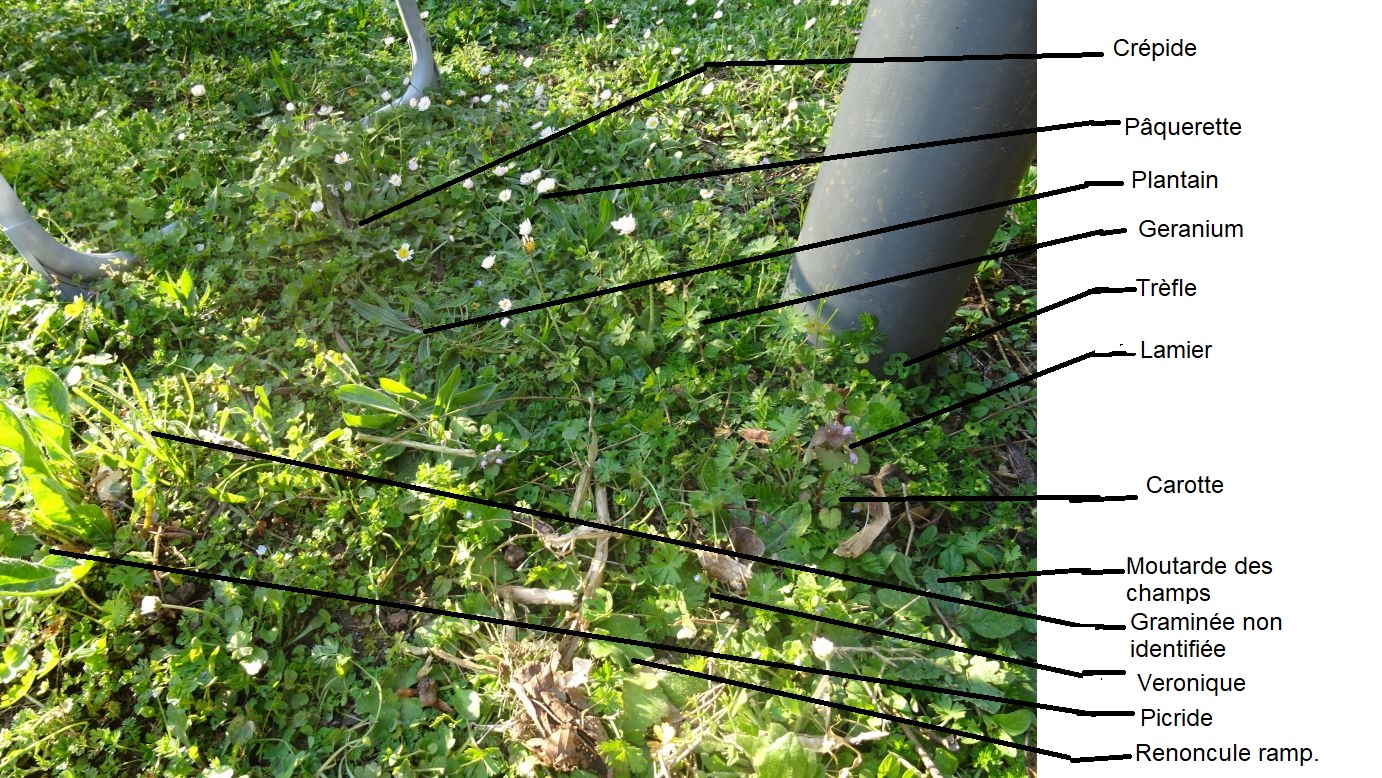 Biodiversité sur 1 m² de jardin