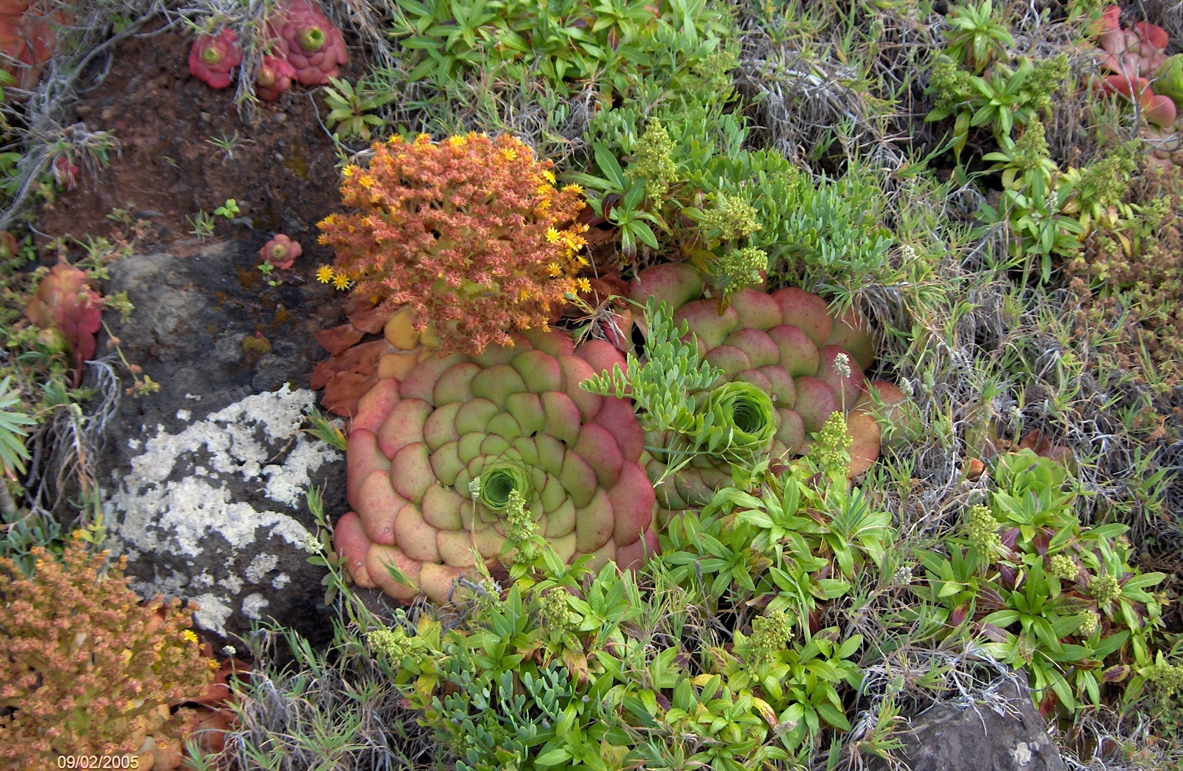 Aeonium sur l'île aux fleurs