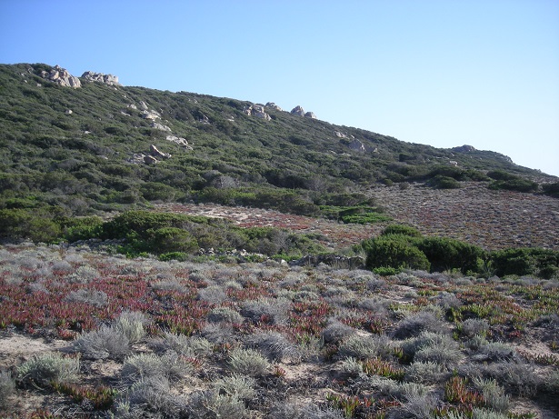 Cote corse : maquis et plantes grasses