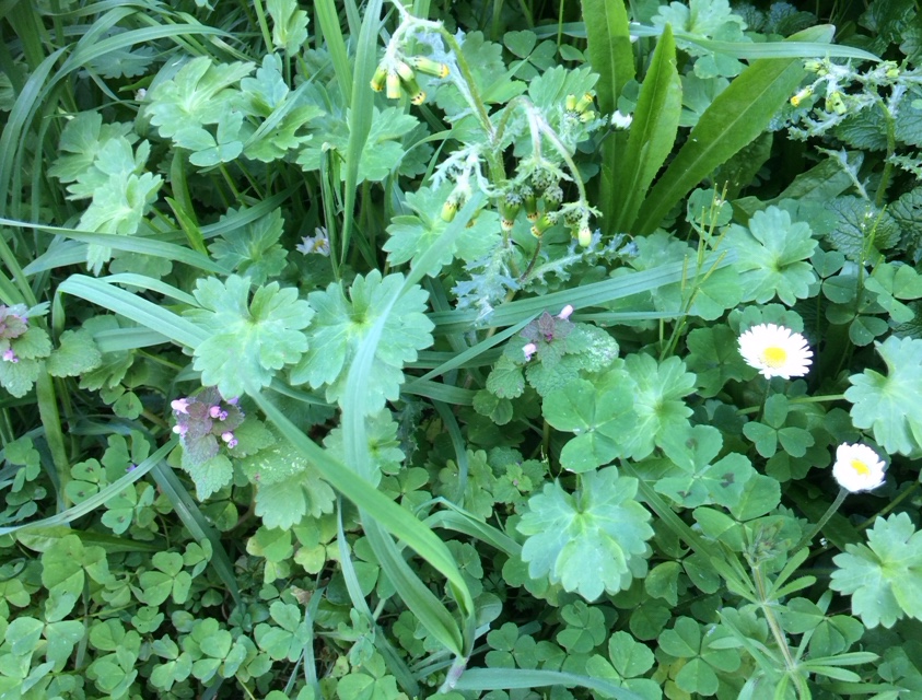 Trèfle lamier paquerette