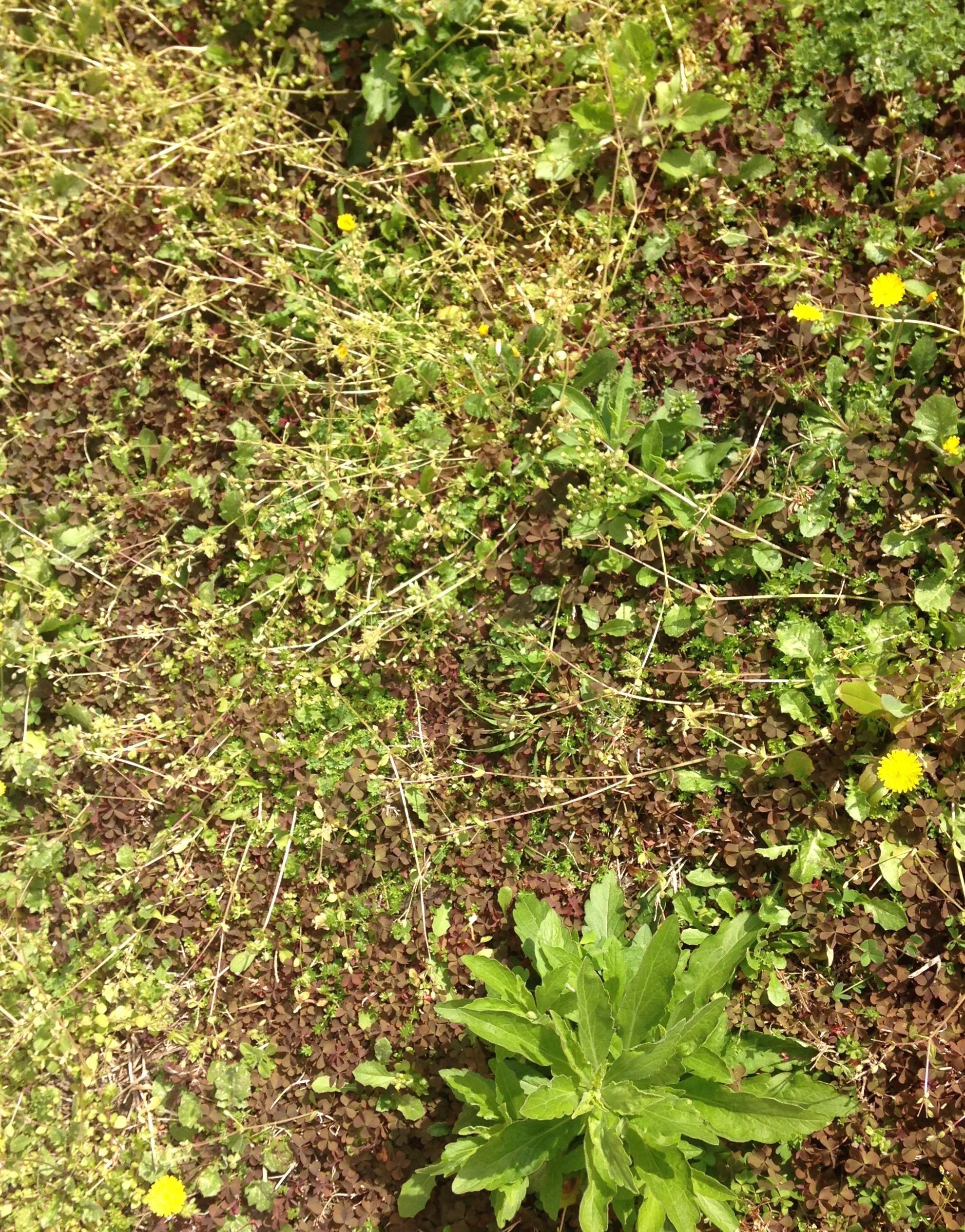 ensemble de plante de mon jardin