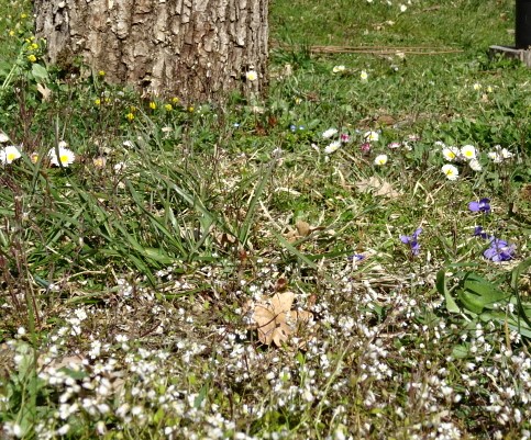 sur la photo belli perreinis ; luzerne lupiline en jaune , de la drave au  premier  plen et  pour  les obserbvateurs des points bleus sont  des veroniques