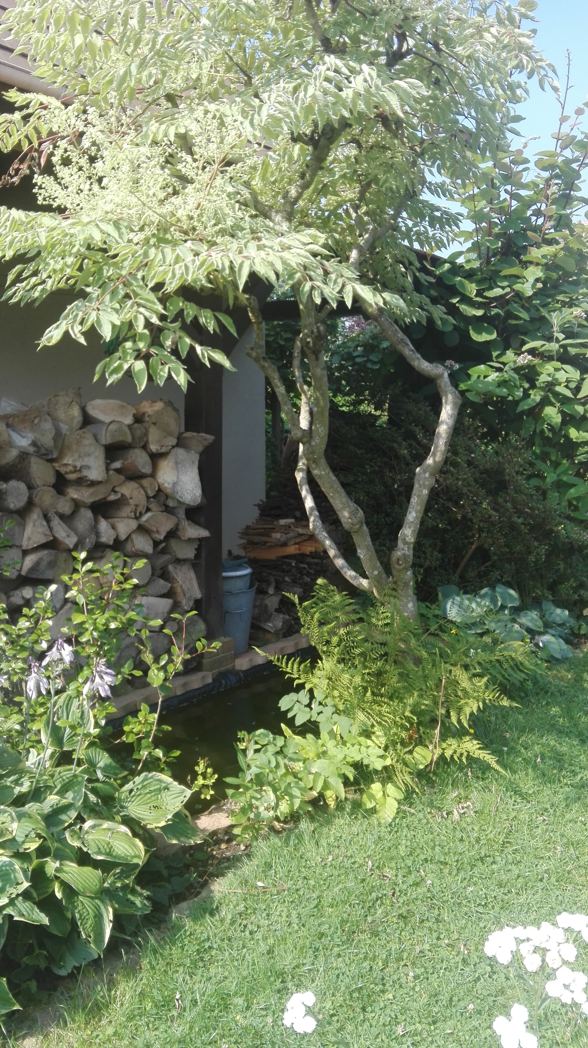 jardin plan d'eau biodiversité