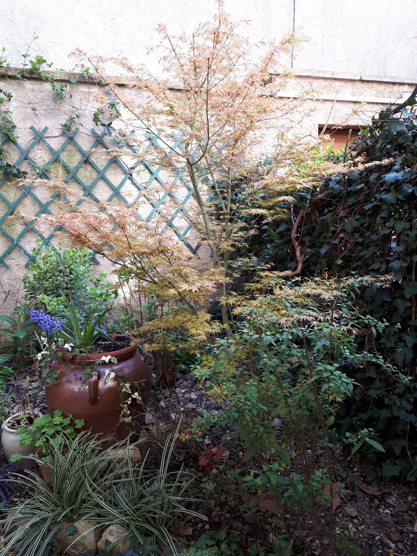 Un coin de mon jardin  à la croix-Rousse