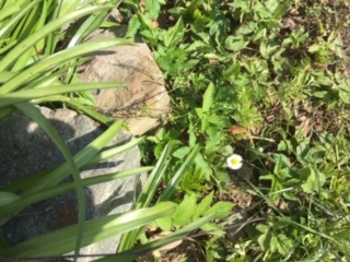 ensemble d'indesirables