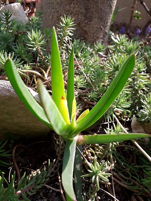 plante grasse dans mon jardinet
