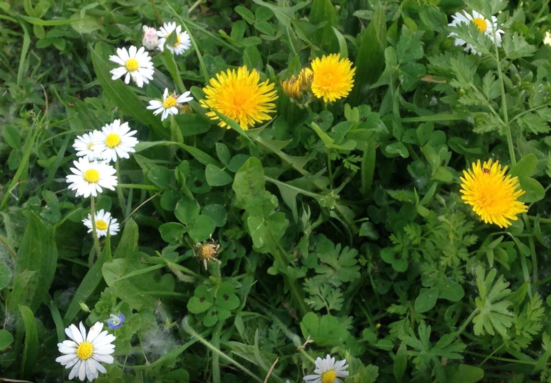 pelouse tondue la courneuve