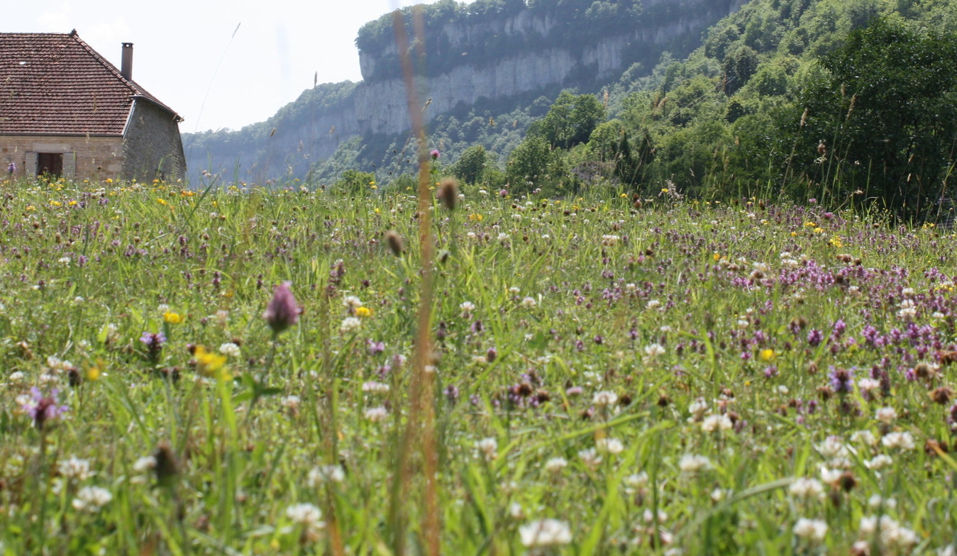 pairie fleurie du jura
