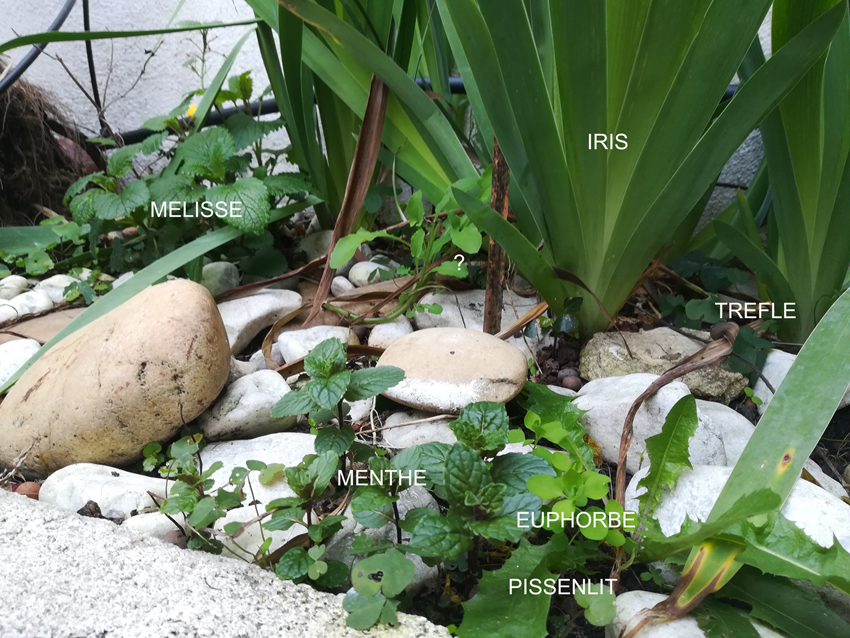 autour d'un iris, du trèfle, du pissenlit, de l'euphrobe, de la menthe te de la melisse