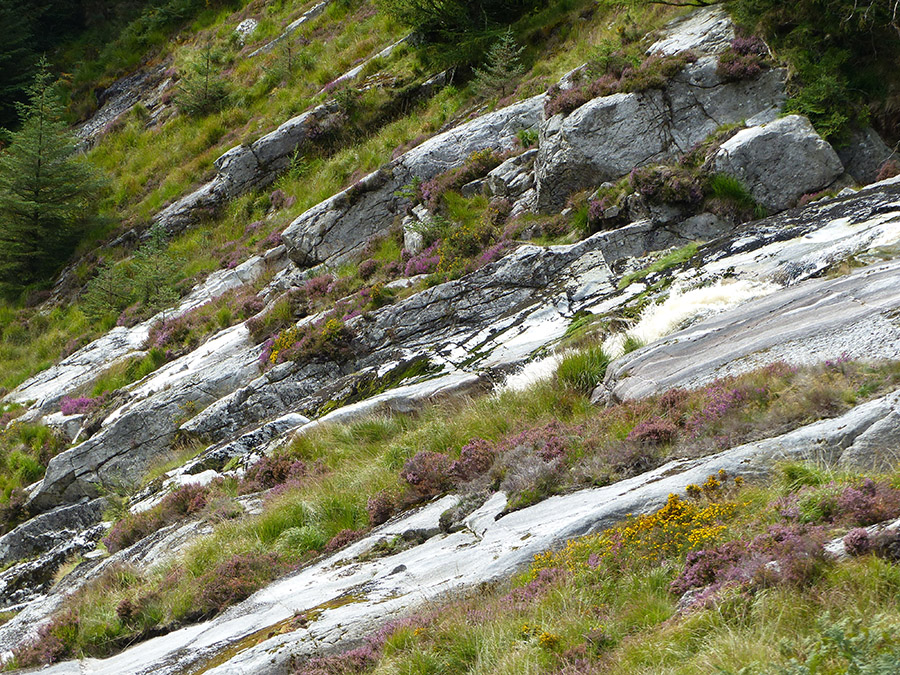 Irlande : Des plantes dans des rochers