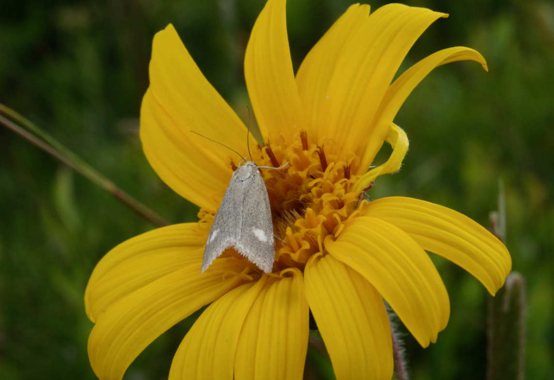 La vie en jaune du papillon