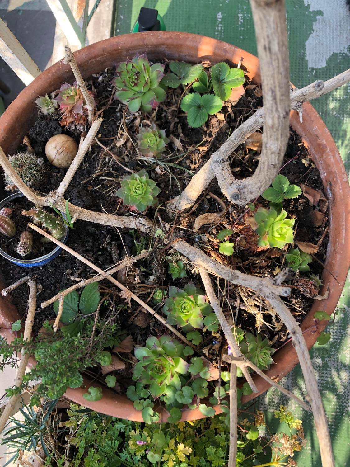 Cymballaire des murailles, tronc  de verveine citronnée, cactus, thym, plantes grasses, persil, oeillet  en pot sur mon balcon