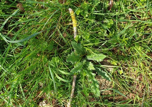 Dans le champ devant ma cour, de l'herbe... du chiendent, ça je reconnais, chardon ?, véronique de Perse, potentille...