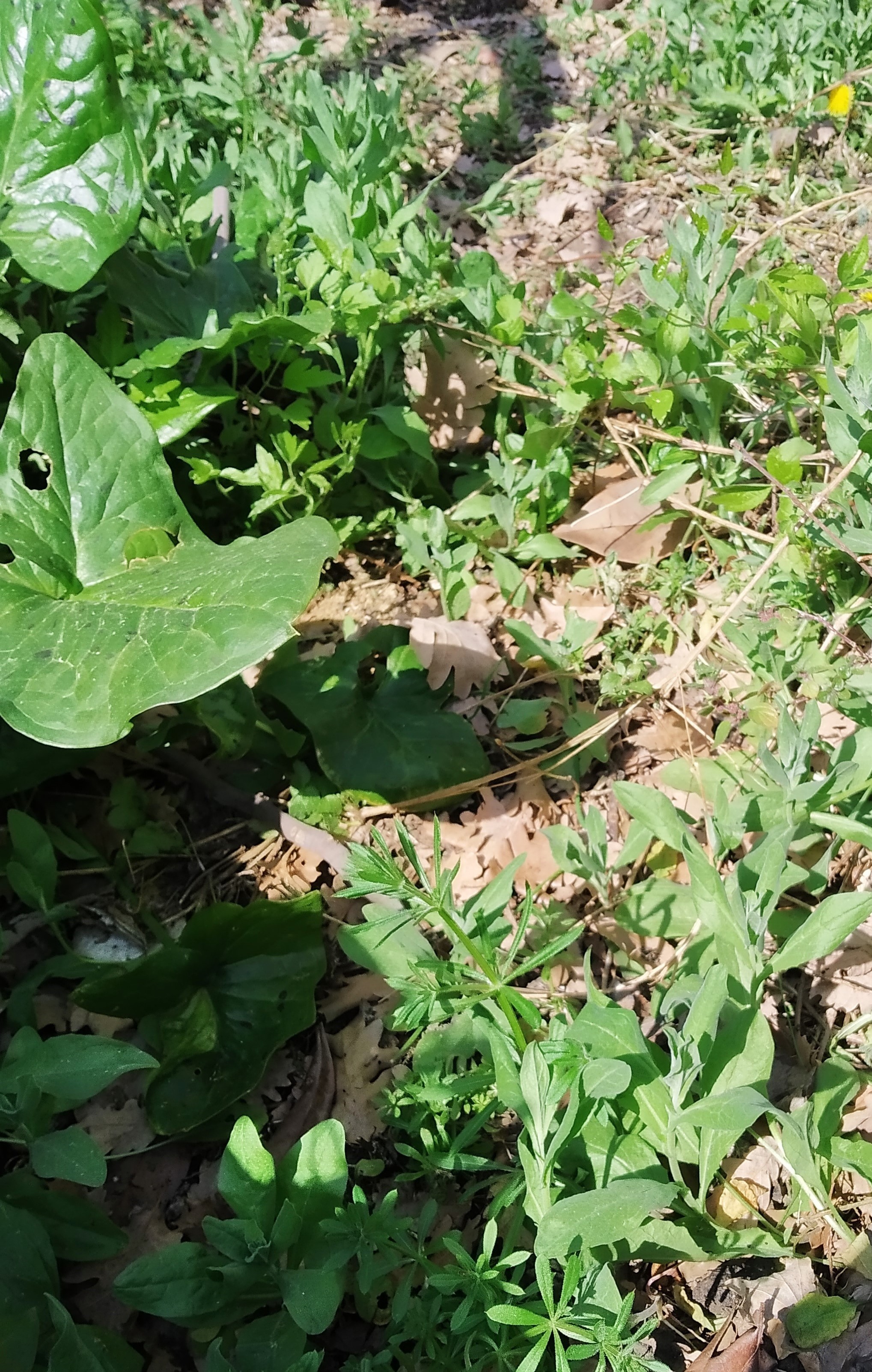 dans le jardin il y a