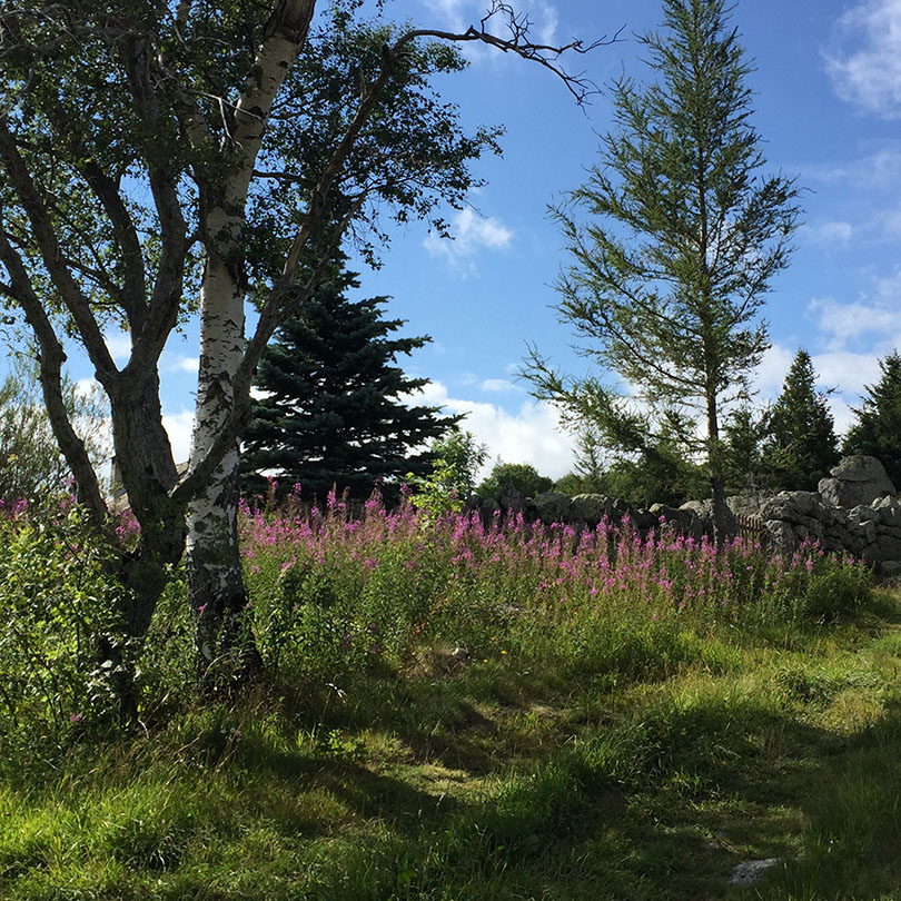 un bouleau, des résineux (épicéas ?) des épilobes et d'autres plantes dont j'ignore le nom !