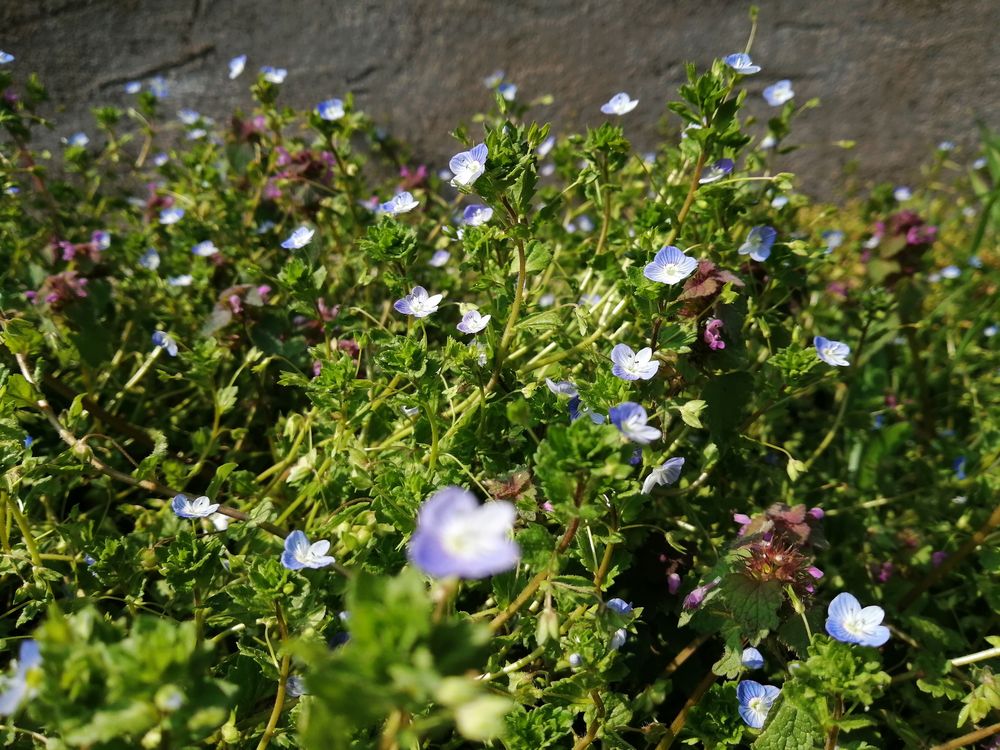 Veronica persica et Lamium purpureum