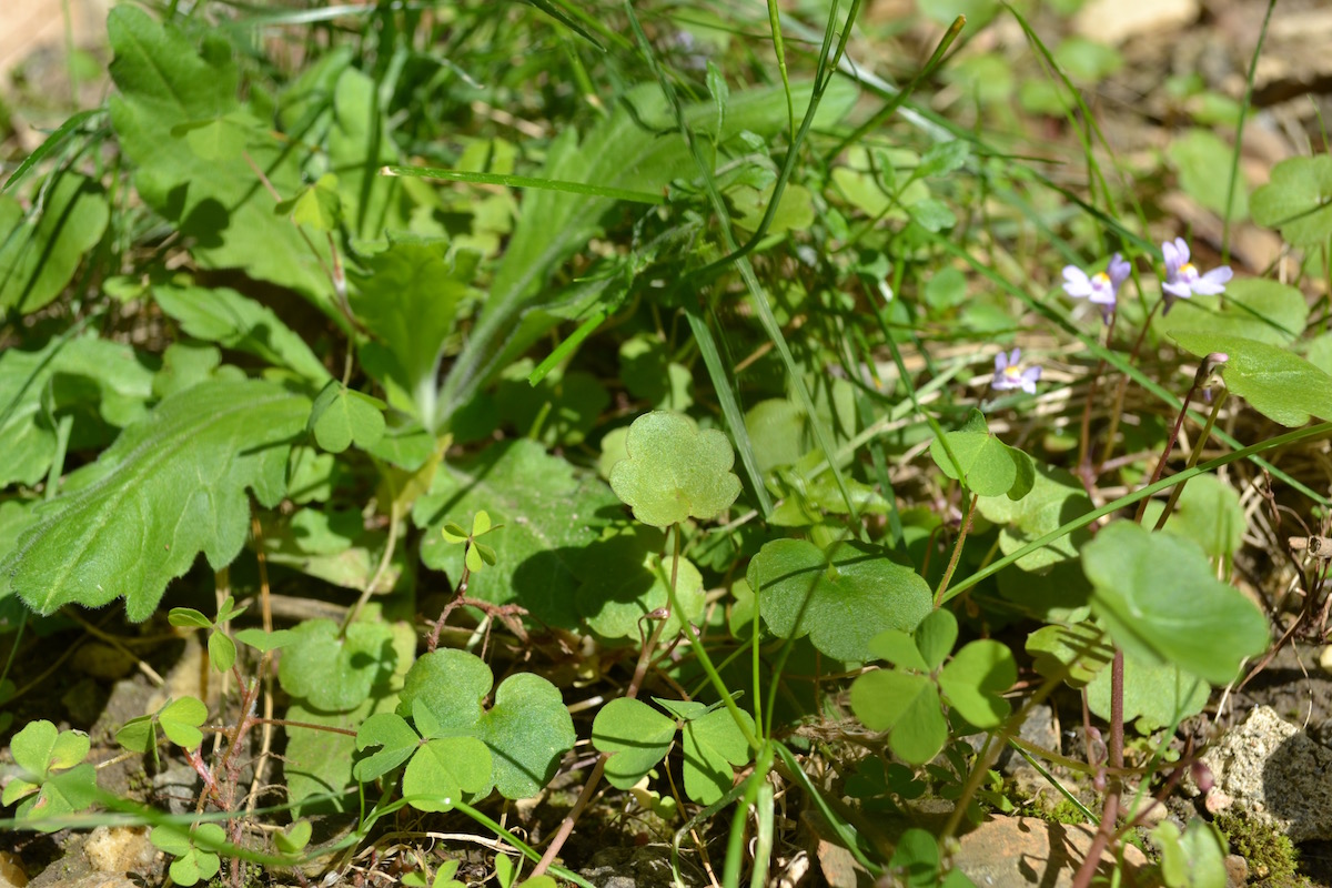 un extrait de la biodiversité du jardin