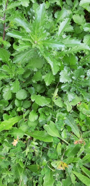 biodiversité végétale au jardin