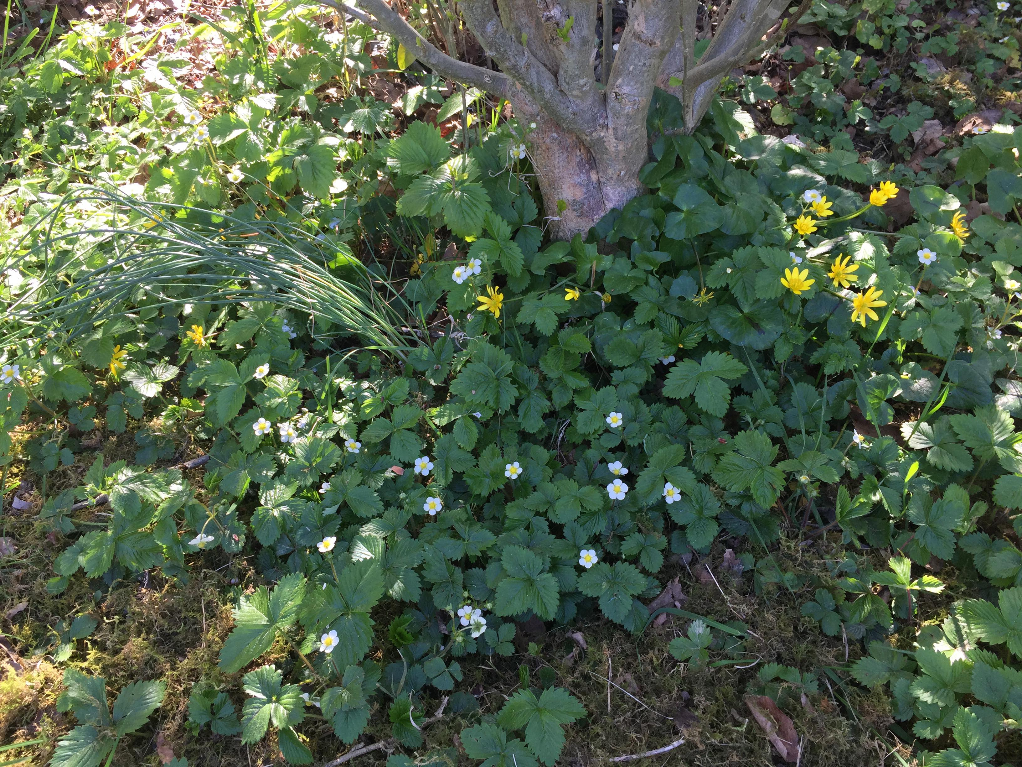 Vue ensemble biodiversité jardin