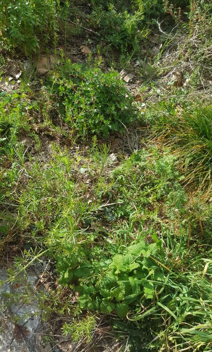 biodiversité castres