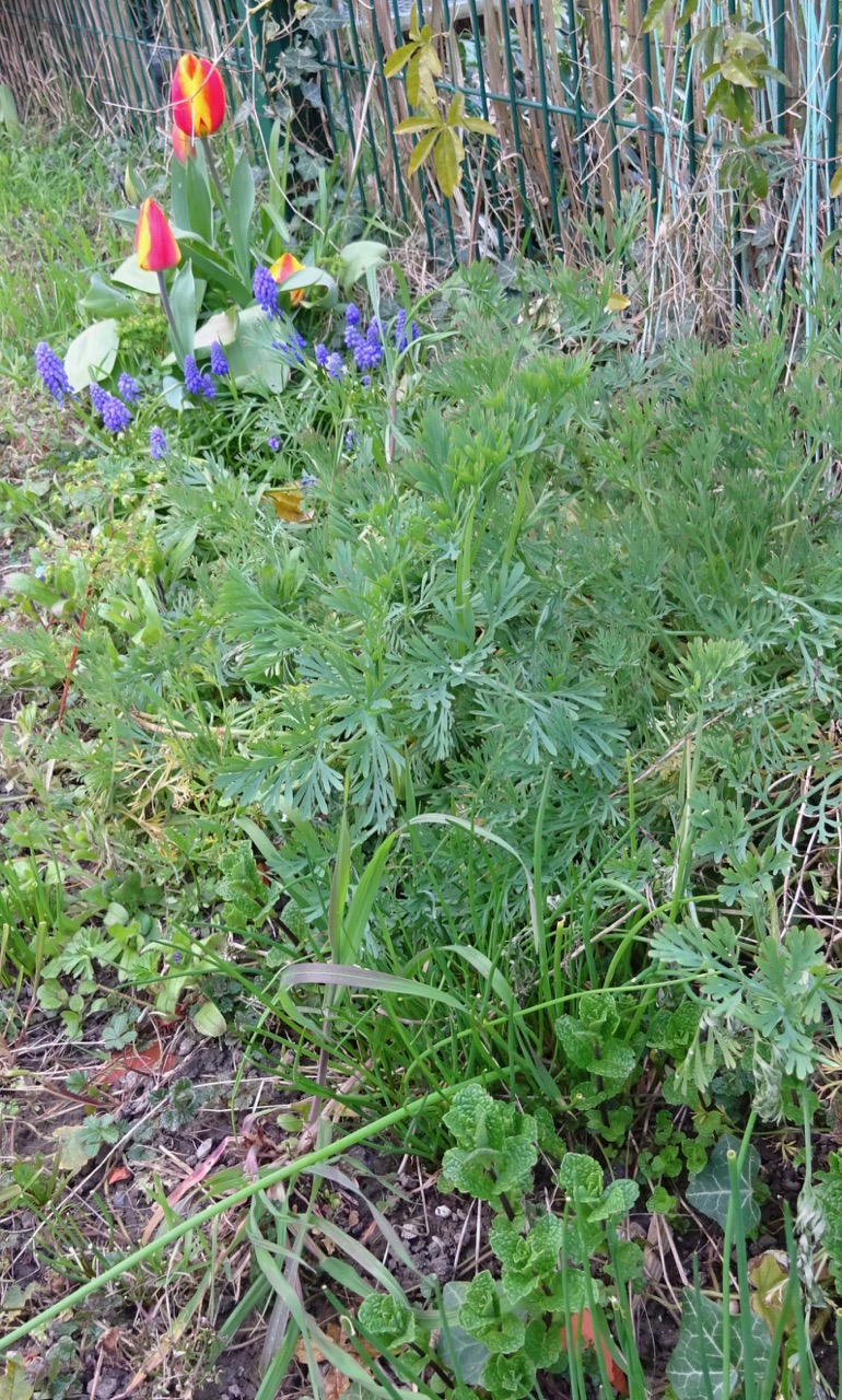 biodiversité au jardin