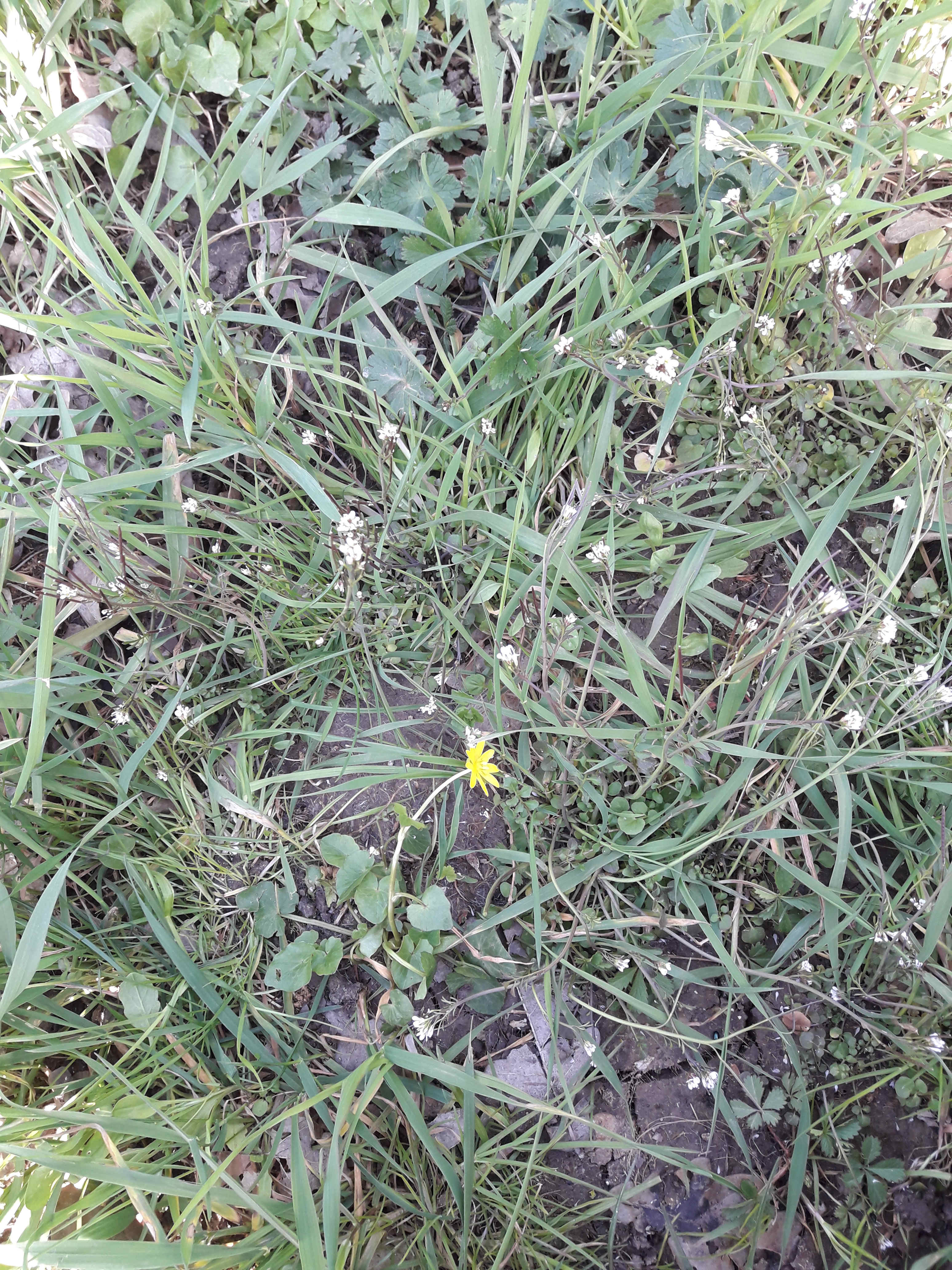 Couvert végétal d'un haut de berge
