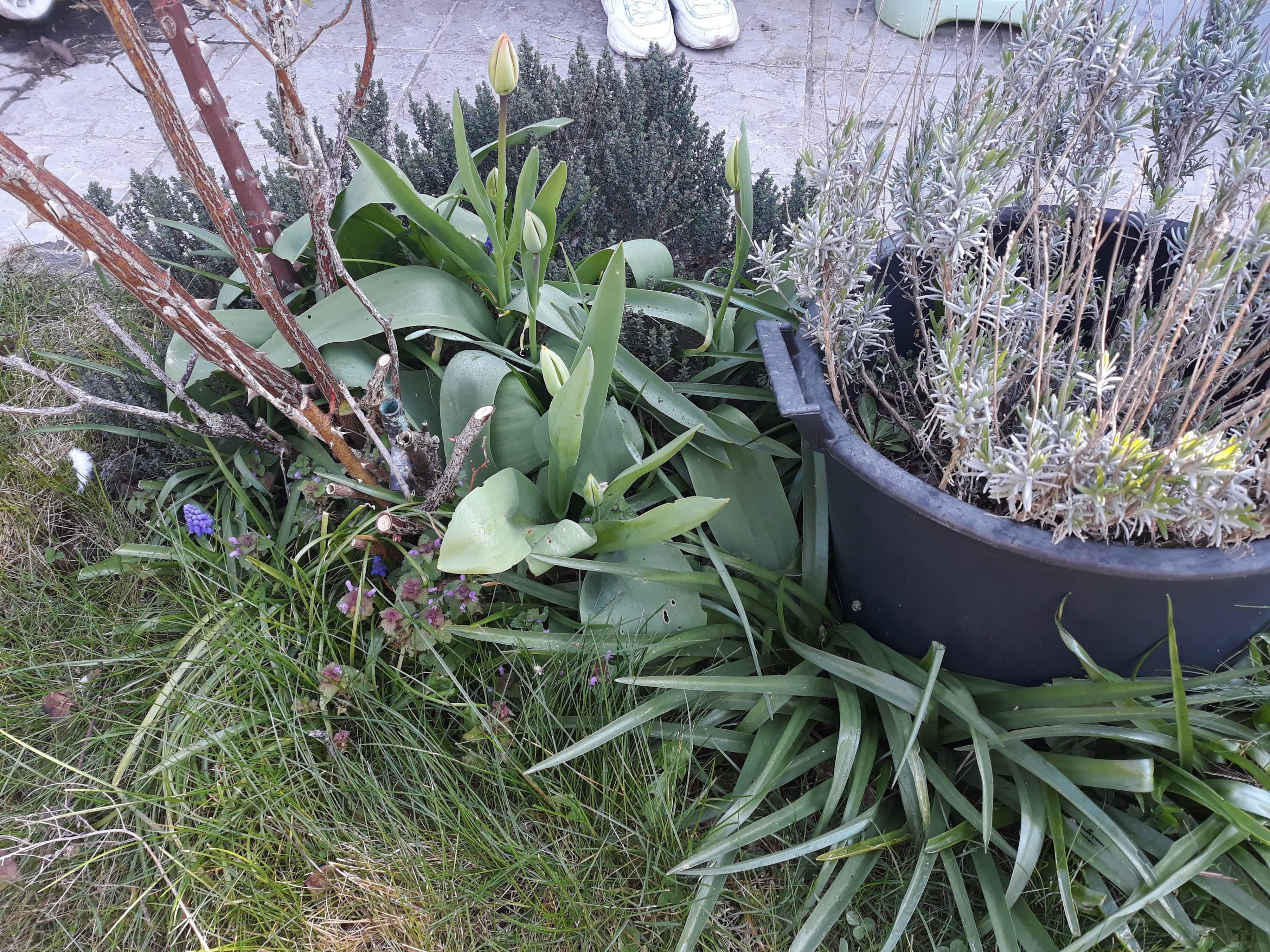 biodiversité au jardin