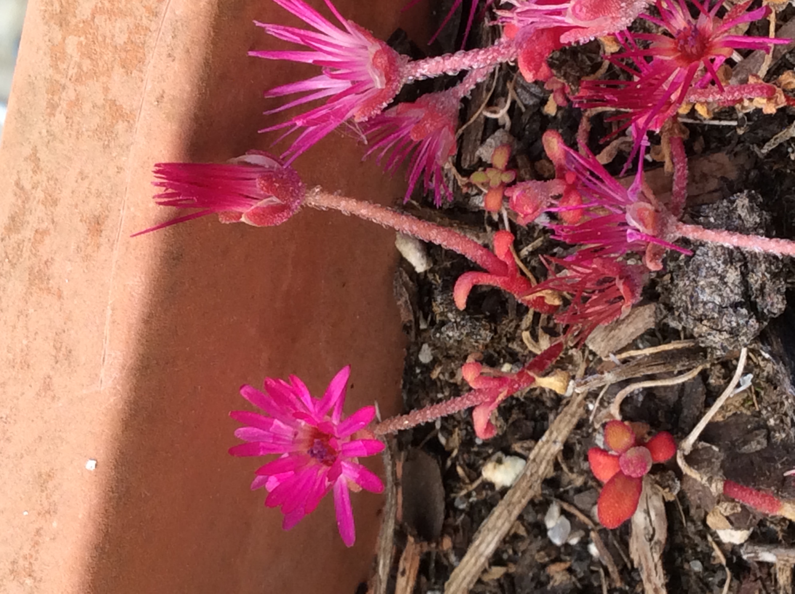 Jardinière vue d’ensemble