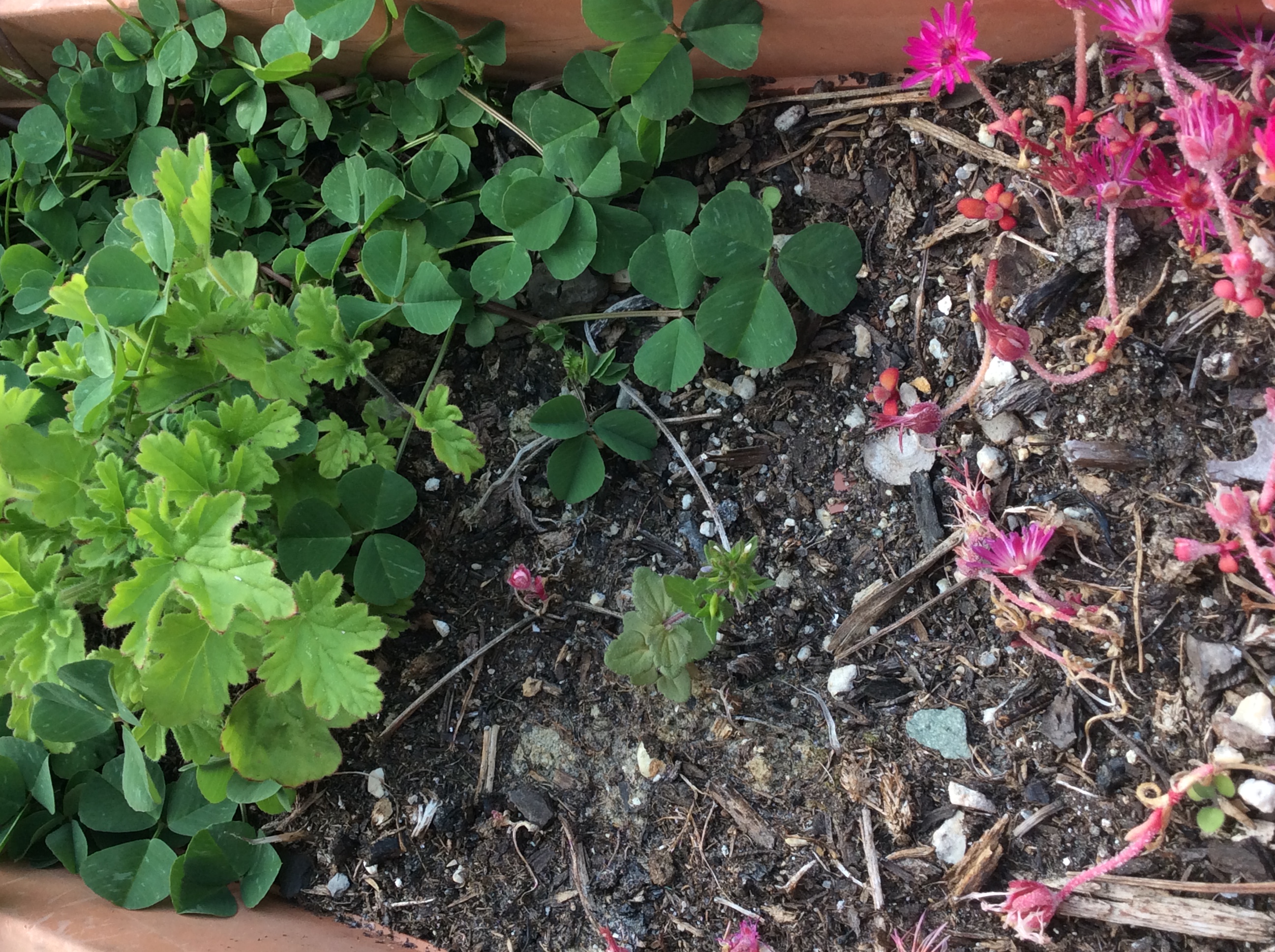 Jardinière vue d’ensemble