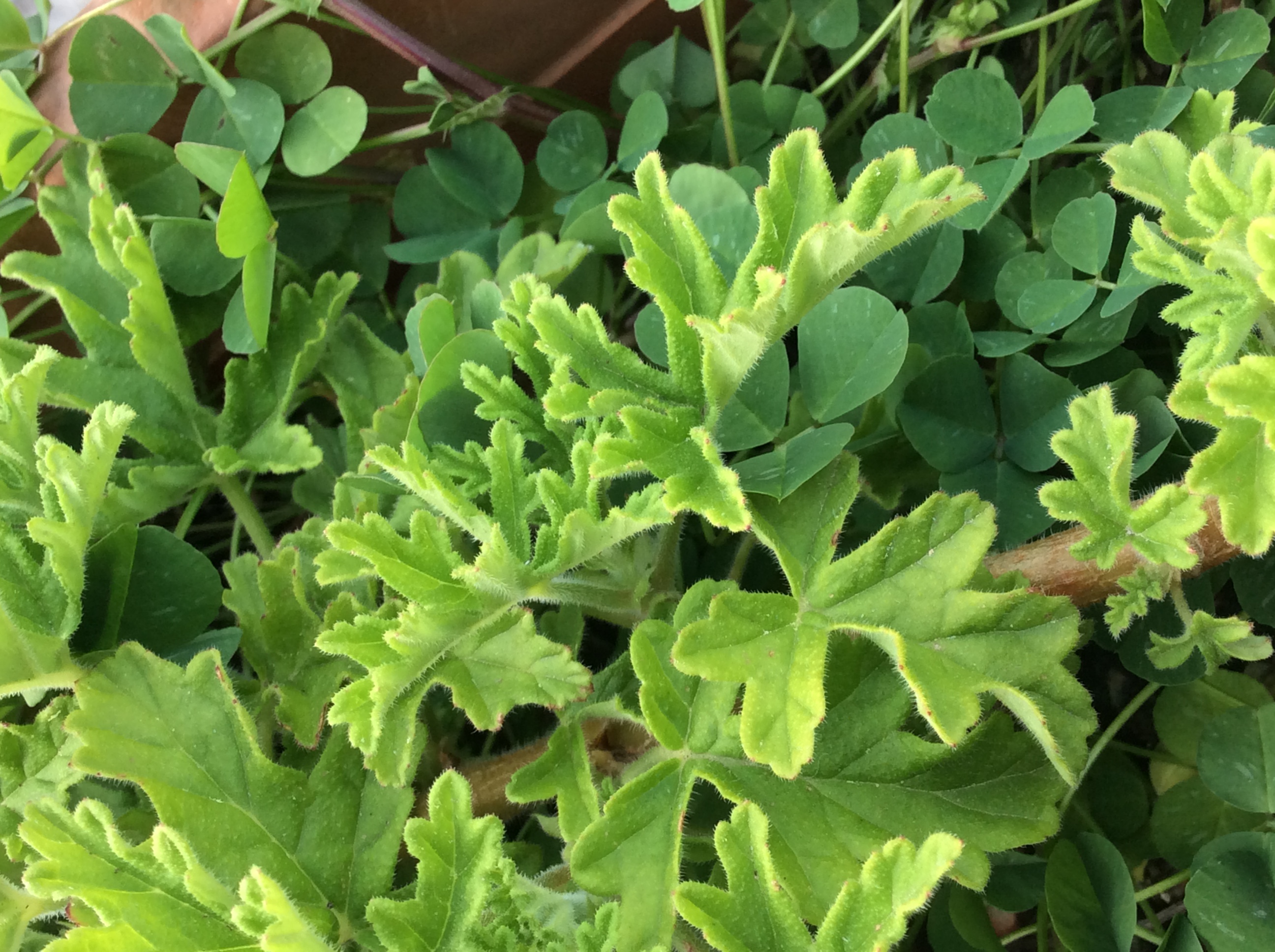 Jardinière vue d’ensemble