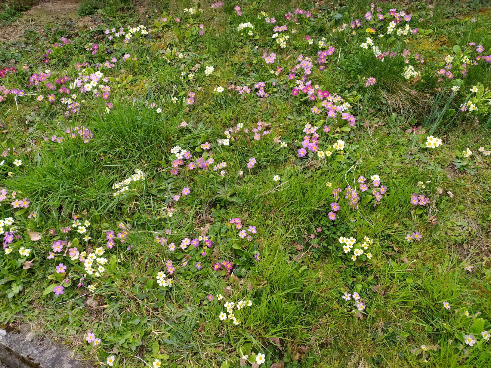 Biodiversité de mon jardin