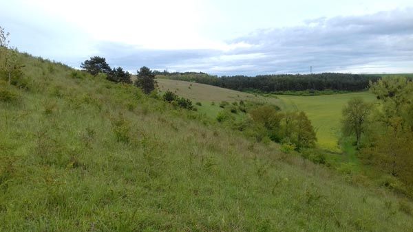 Pelouse des Pontances