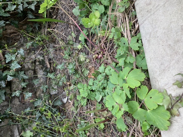 Photo de plusieurs plantes dans mon jardin