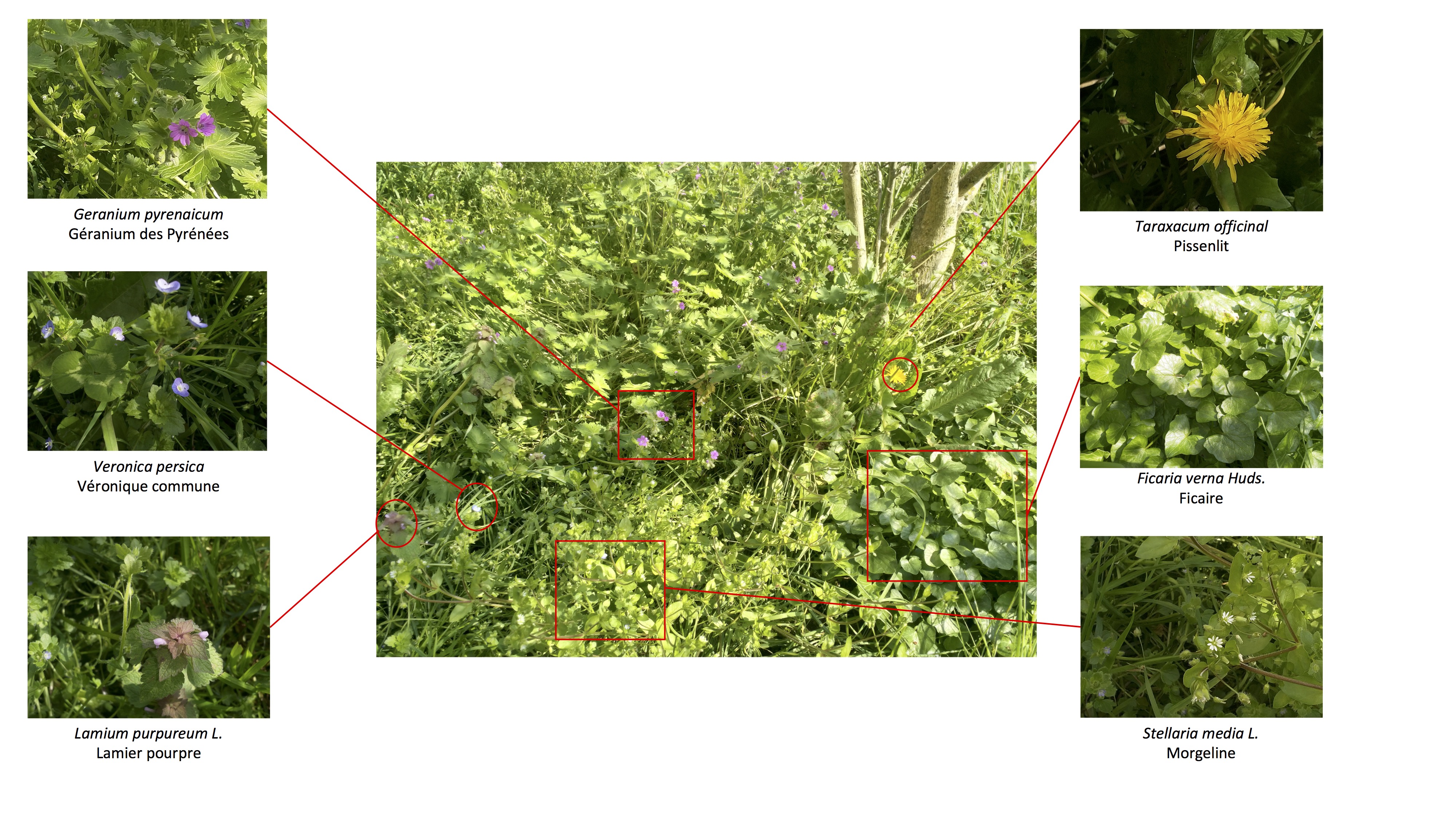 Montage photo d'un bout de jardin et des espèces végétales qui le peuplent