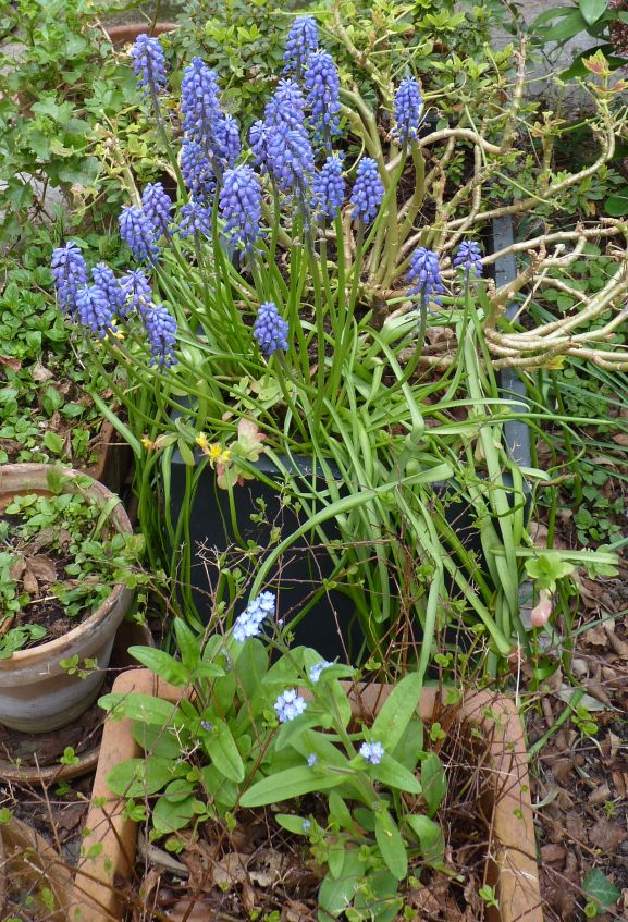 Myosotis Muscari Sedum