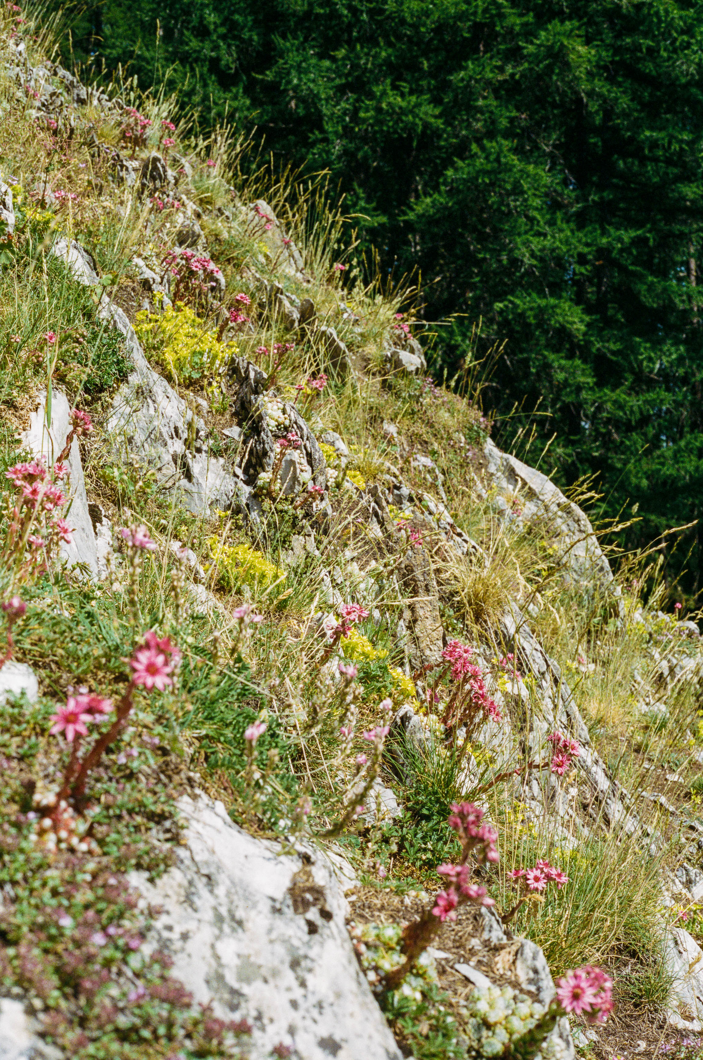 fleurs de montagne