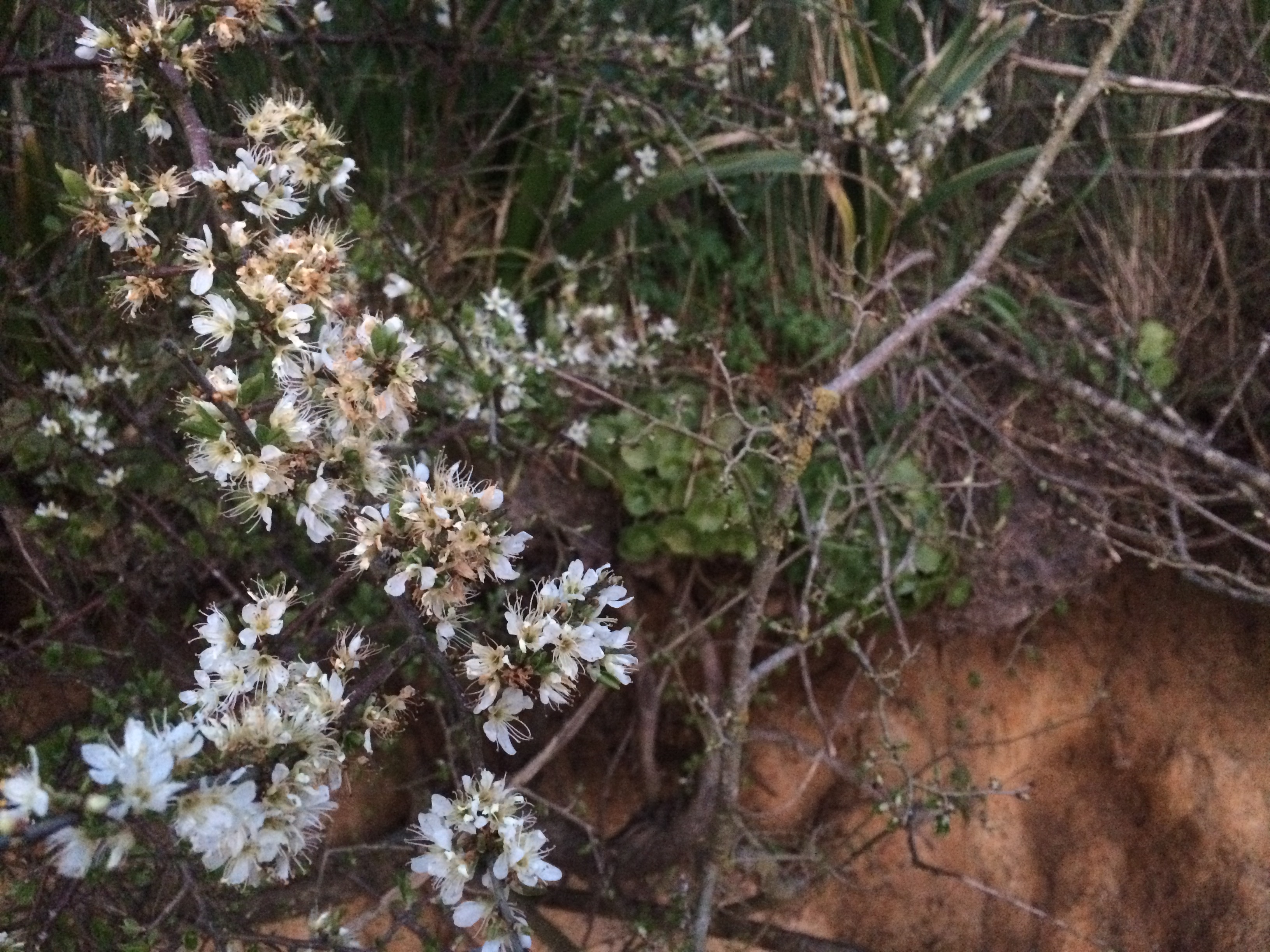 prunelier et nombril de vénus