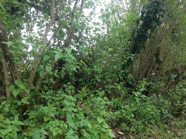 plantes de mon jardin