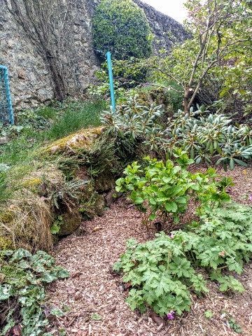 biodiversité végétale