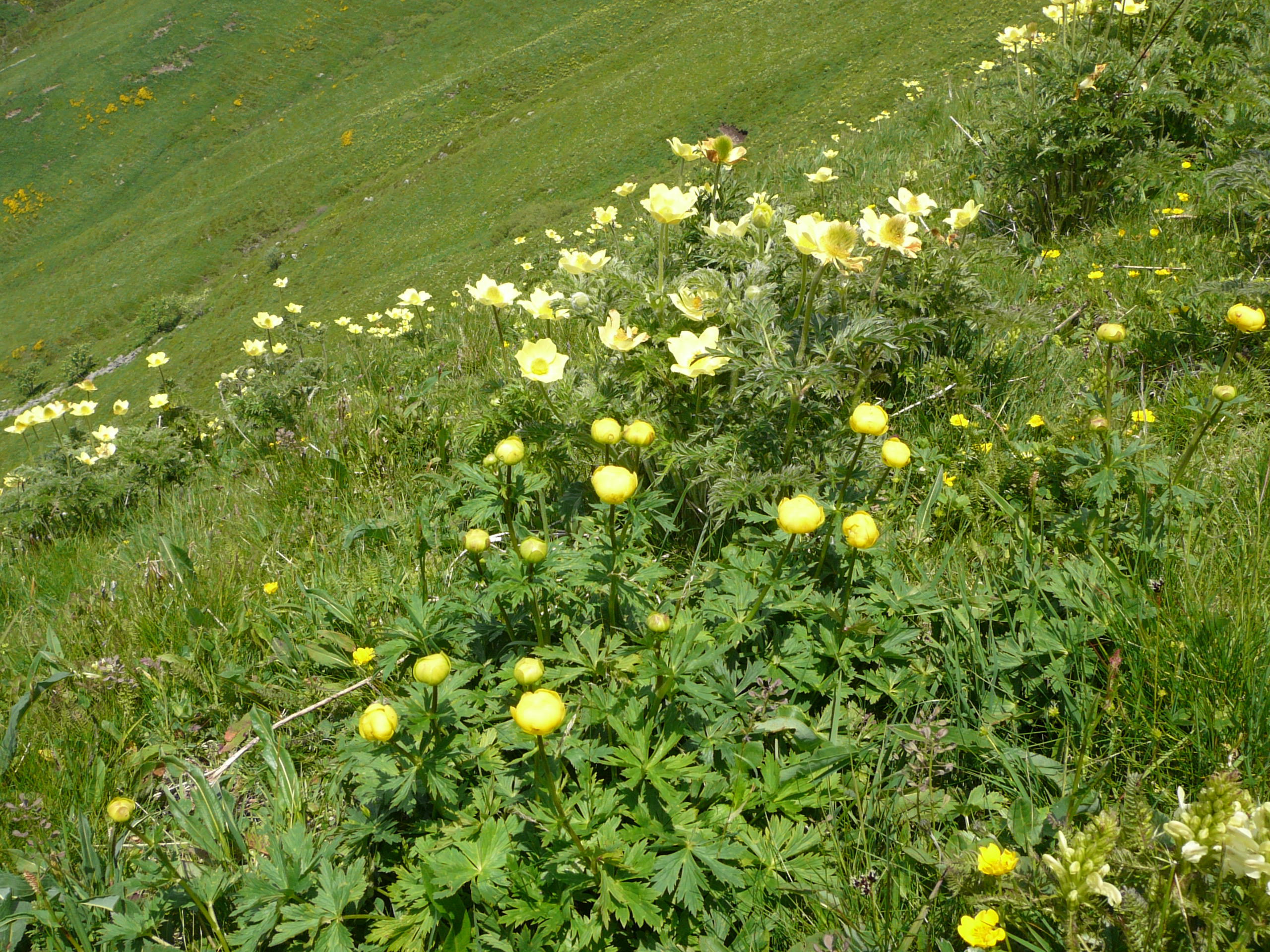 Juin 2009 dans le Cantal ; champ d'anémones souffrées, de trolles et de rhinanthes, je crois