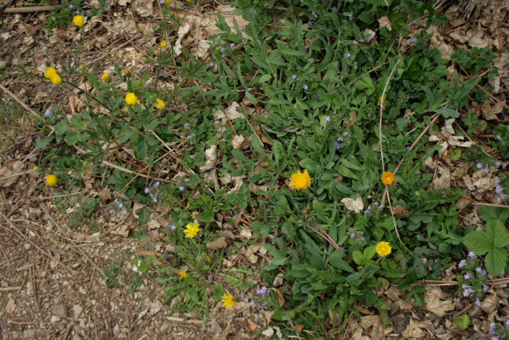 Biodiversité sur moraine recolonisée