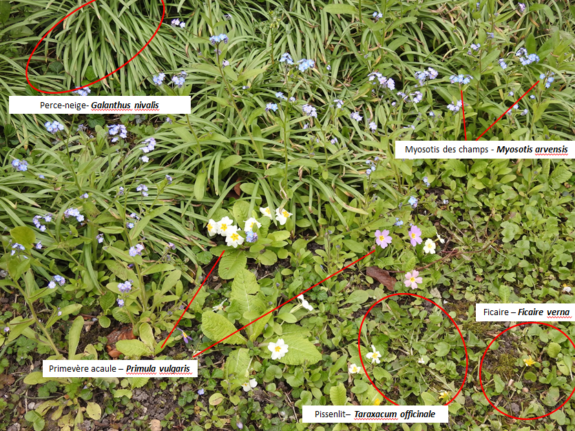 5 espèces: myosotis des champs, perce-neige, ficaire, primevère acaule, pissenlit